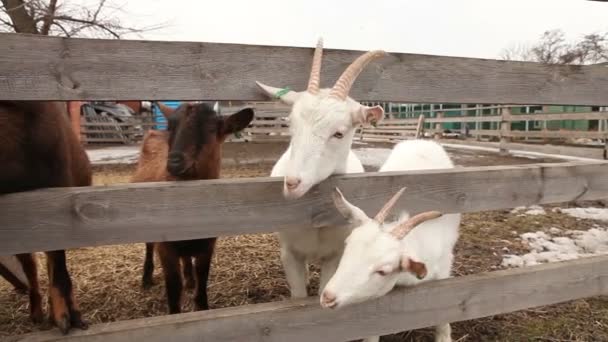 Kamera yakın çekim, dış çiftlik, çiftlik güzel keçi keçi bakar — Stok video