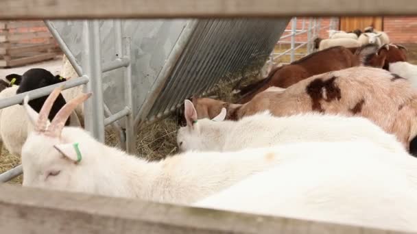Kecske nézi a kamera közelről, gyönyörű kecske Farm, Farm külső — Stock videók