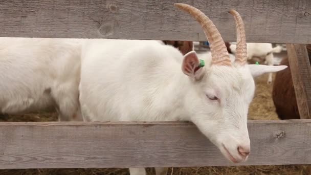 Коза смотрит на камеру крупным планом, красивая коза на ферме, Ферма Экстерьер — стоковое видео