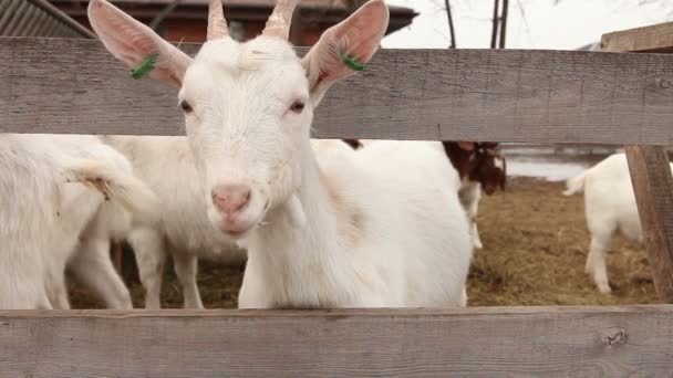 Geit kijkt naar de camera close-up, prachtige geit op de boerderij, boerderij exterieur — Stockvideo