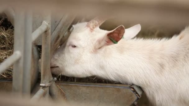 Koza patrzy na zbliżenie aparatu, zewnętrzny Farm, piękne kóz w gospodarstwie — Wideo stockowe