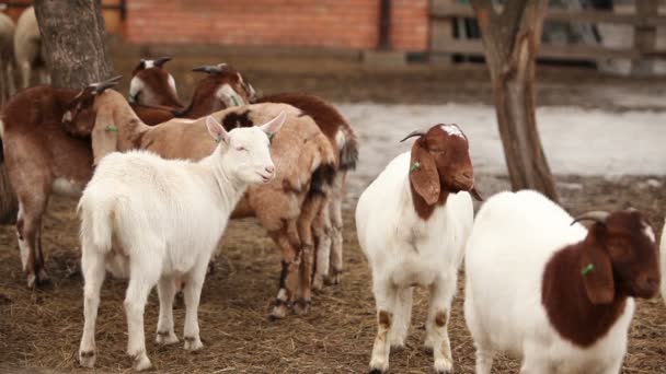 Goat looks at the camera close-up, Farm Exterior, beautiful goat on the farm — Stock Video