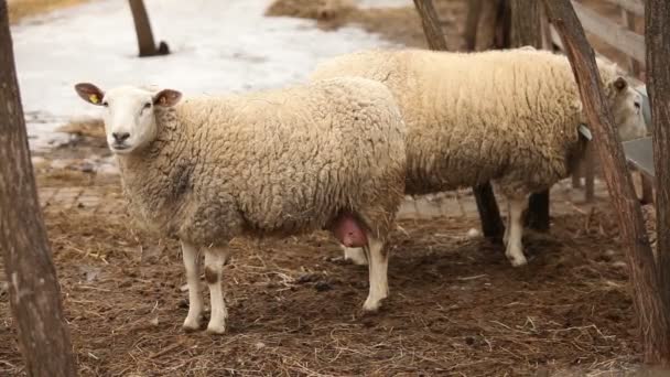 Koyun görünüyor kamera, yakın çekim, koyun çiftliği — Stok video