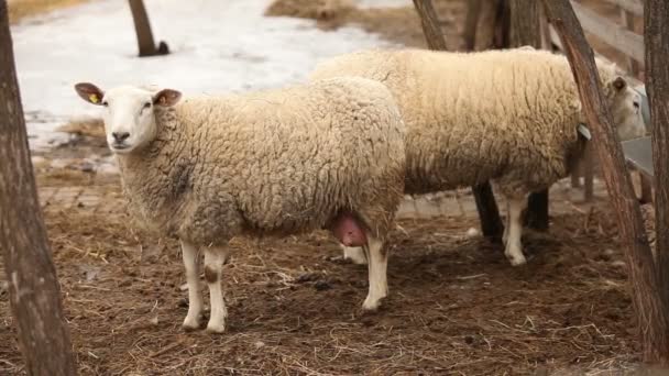 Las ovejas miran la cámara, de cerca, las ovejas en la granja — Vídeos de Stock