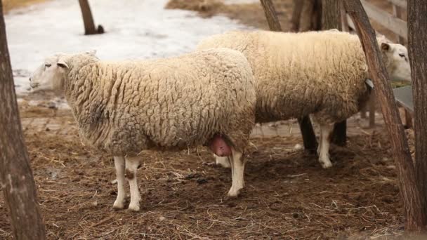 A ovelha na fazenda olha para a câmera. A ovelha tem um aspecto apresentável e limpo. Quadros são bonitos para sua reportagem de vídeo ou vídeo sobre animais e fazenda — Vídeo de Stock