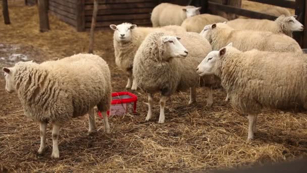 Τα πρόβατα στην εκμετάλλευση εξετάζει τη φωτογραφική μηχανή. Πρόβατα έχει ένα βλέμμα ευπαρουσίαστο, καθαρό. Πλαίσια είναι όμορφο για σας ρεπορτάζ βίντεο ή βίντεο για τα ζώα και τη φάρμα — Αρχείο Βίντεο