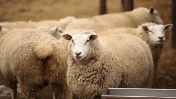 Ovejas mira a la cámara, Granja Exterior, primer plano, ovejas en la granja — Vídeos de Stock