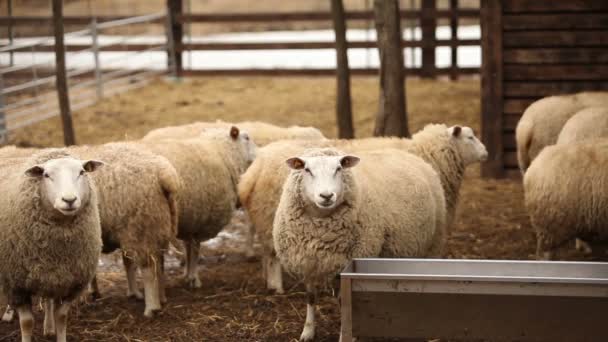 Ovelhas olha para a câmera, Fazenda Exterior, close-up, ovelhas na fazenda — Vídeo de Stock