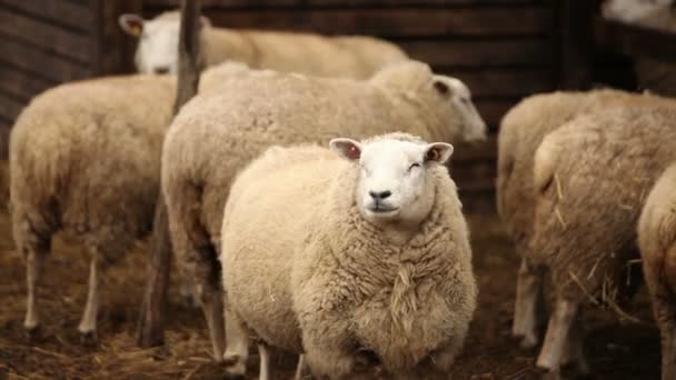 A ovelha na fazenda olha para a câmera. A ovelha tem um aspecto apresentável e limpo. Quadros são bonitos para sua reportagem de vídeo ou vídeo sobre animais e fazenda — Vídeo de Stock