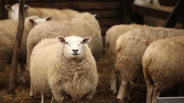 Les moutons de la ferme regardent la caméra. Le mouton a un aspect présentable et propre. Les cadres sont magnifiques pour votre reportage vidéo ou vidéo sur les animaux et la ferme 