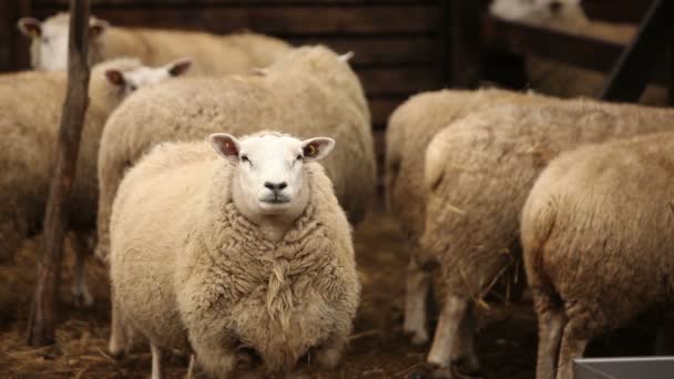 Las ovejas de la granja miran a la cámara. La oveja tiene un aspecto presentable y limpio. Los marcos son hermosos para su video de reportaje o video sobre animales y granja — Vídeo de stock