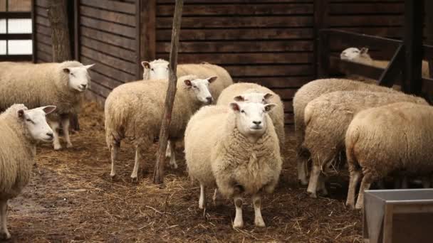 Ovejas mira a la cámara, Granja Exterior, primer plano, ovejas en la granja — Vídeos de Stock