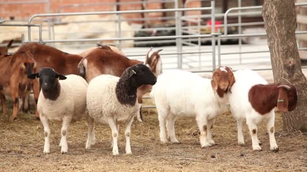 Geit kijkt naar de camera close-up, exterieur Farm, prachtige geit op de boerderij — Stockvideo