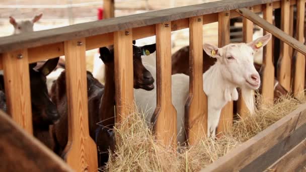 Cabra olha para a câmera close-up, Fazenda Exterior, bela cabra na fazenda — Vídeo de Stock