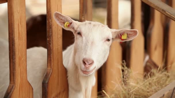 La capra della fattoria guarda la telecamera, spara da vicino. Goat ha un aspetto presentabile e pulito. Le cornici sono bellissime per il tuo video di reportage o video su animali e fattoria — Video Stock