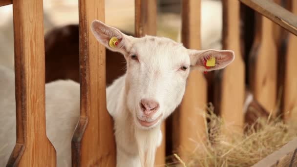 Koza na farmě se dívá na kamery, střílel zblízka. Koza má slušně, čistý vzhled. Rámy jsou krásné pro reportážní videa nebo o zvířata a hospodářství — Stock video