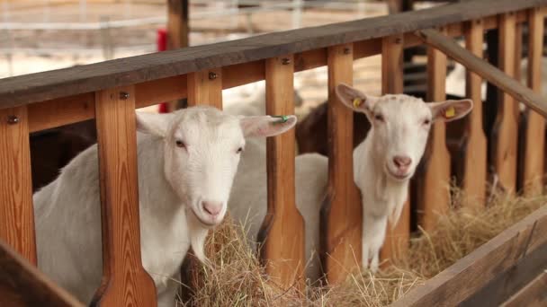 Geit kijkt naar de camera close-up, exterieur Farm, prachtige geit op de boerderij — Stockvideo