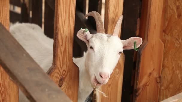 La capra della fattoria guarda la telecamera, spara da vicino. Goat ha un aspetto presentabile e pulito. Le cornici sono bellissime per il tuo video di reportage o video su animali e fattoria — Video Stock