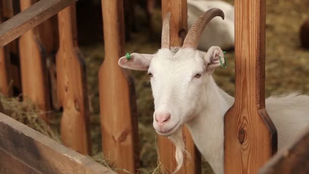 O bode na fazenda olha para a câmera, tiro de perto. A cabra tem um aspecto apresentável e limpo. Quadros são bonitos para sua reportagem de vídeo ou vídeo sobre animais e fazenda — Vídeo de Stock