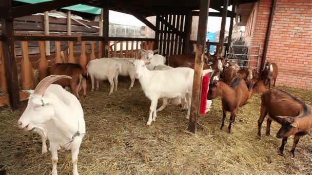 Коза смотрит на камеру крупным планом, Ферма снаружи, красивая коза на ферме — стоковое видео