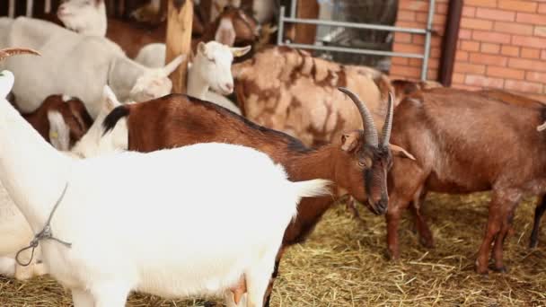 Коза смотрит на камеру крупным планом, Ферма снаружи, красивая коза на ферме — стоковое видео