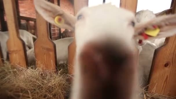 O bode na fazenda olha para a câmera, tiro de perto. A cabra tem um aspecto apresentável e limpo. Quadros são bonitos para sua reportagem de vídeo ou vídeo sobre animais e fazenda — Vídeo de Stock