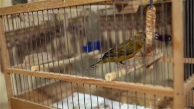 Levrek atlama ile bir kafeste Kanarya kuş