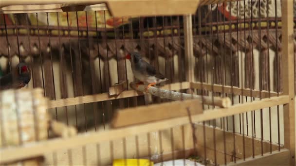 Canary bird in a cage with jumping from perch — Stock Video