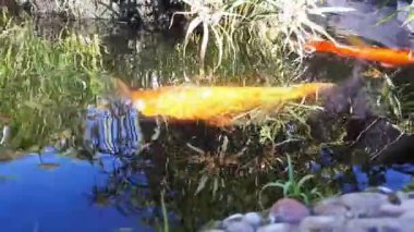 Suda, Japonca sazan Japon Koi sazan dekoratif bir havuzda yüzer. Fantezi sazan ya da Koi balık kırmızı, turuncu, beyaz. Dekoratif parlak balık Gölde yüzen