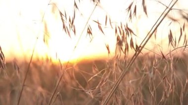 Sunrise çim, çim boyunca kamera hareketi Bıçaklar ile