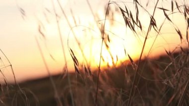 Sunrise çim, çim boyunca kamera hareketi Bıçaklar ile