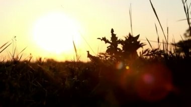 Sunrise çim, çim boyunca kamera hareketi Bıçaklar ile
