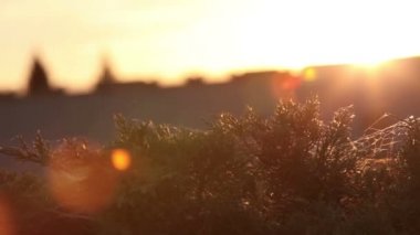 Sunrise çim, çim boyunca kamera hareketi Bıçaklar ile