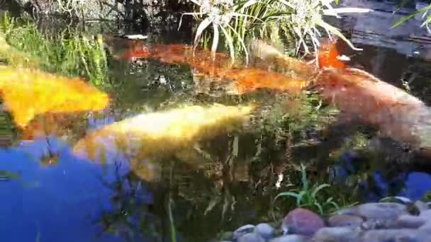Carpa japonesa na água, KOI carpa japonesa flutua em uma lagoa decorativa. Carpa extravagante ou Koi Fish são vermelho, laranja, branco. Peixe brilhante decorativo flutua em uma lagoa — Vídeo de Stock