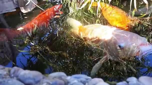 Японский карп в воде, японский карп KOI плавает в декоративном пруду. Модные карпы или рыбки кои красные, оранжевые, белые. Декоративная яркая рыба плавает в пруду — стоковое видео
