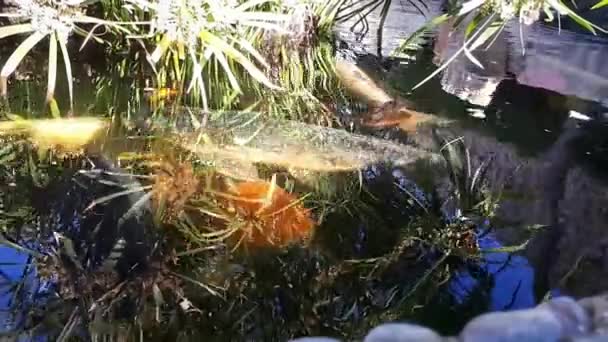 Японский карп в воде, японский карп KOI плавает в декоративном пруду. Модные карпы или рыбки кои красные, оранжевые, белые. Декоративная яркая рыба плавает в пруду — стоковое видео