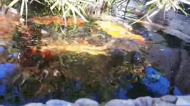 Carpa giapponese in acqua, carpa giapponese KOI galleggia in uno stagno decorativo. Carpa fantasia o pesce Koi sono rossi, arancioni, bianchi. Decorativi galleggianti di pesce lucenti in uno stagno — Video Stock