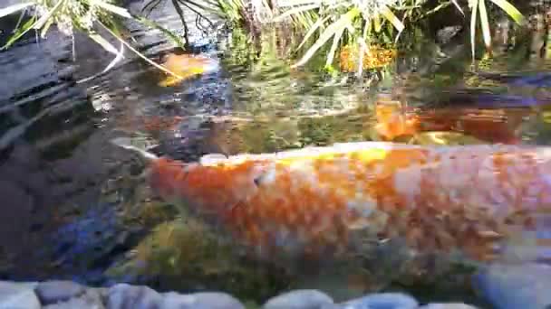 Carpa japonesa en el agua, carpa japonesa KOI flota en un estanque decorativo. Fancy Carp o Koi Fish son de color rojo, naranja, blanco. Peces brillantes decorativos flotan en un estanque — Vídeo de stock