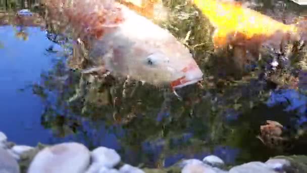 Japanska karp i vatten, japanska Koi karp flyter i en dekorativ damm. Sugen på karp eller Koi fisk är rött, orange, vit. Dekorativa ljusa fisk flyter i en damm — Stockvideo