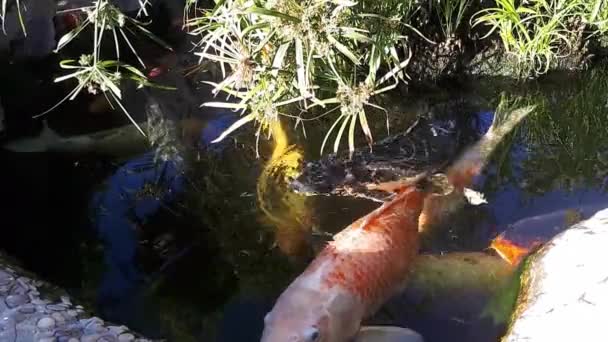 Carpa giapponese nello stagno, pesci più grandi nello stagno, stagno ornamentale. Decorativi galleggianti di pesce lucenti in uno stagno — Video Stock