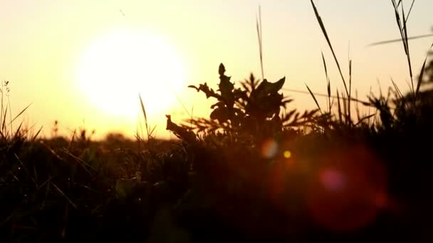 Alba attraverso i fili d'erba, il movimento della fotocamera lungo l'erba — Video Stock