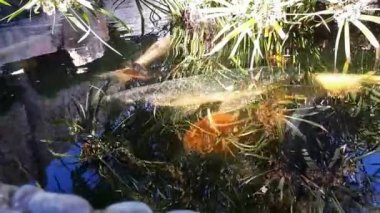 Suda, Japonca sazan Japon Koi sazan dekoratif bir havuzda yüzer. Fantezi sazan ya da Koi balık kırmızı, turuncu, beyaz. Dekoratif parlak balık Gölde yüzen