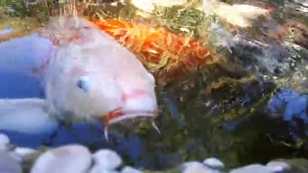 Japonský Kapr ve vodě, japonský Koi kapr plave v dekorativní rybník. Ozdobný kapr Koi ryby jsou červená, oranžová, bílá. Světlých druhů ryb plave v rybníku — Stock video