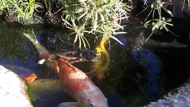 Japanska karp i dammen, större fisk i dammen, prydnads damm. Dekorativa ljusa fisk flyter i en damm — Stockvideo