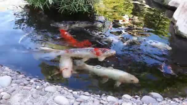 Carpa japonesa en el estanque, peces más grandes en el estanque, estanque ornamental. Peces brillantes decorativos flotan en un estanque — Vídeos de Stock