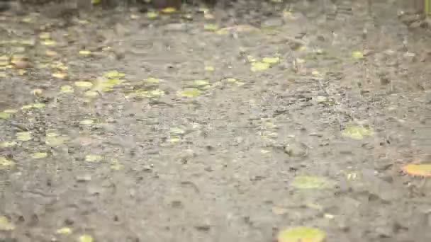 비 드롭 워터 클로즈업, 비오는 날씨 비가 폭우 뿌려 장면 쏟아져 여름 날. 비가 이슬비 물 무거운 빗방울. 폭우 폭풍 우기 억 수 비가 — 비디오