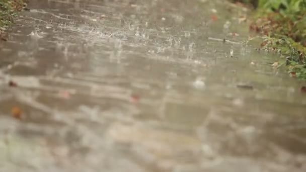 Regendruppels vallen op de weg, het verkeer van focus — Stockvideo