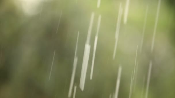 Krople deszczu na tle drzew, zielonych drzew są zamazane — Wideo stockowe