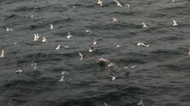 Die Menge ständig schreiender Möwen landet auf dem Wasser und fliegt von einer Wasseroberfläche auf — Stockvideo