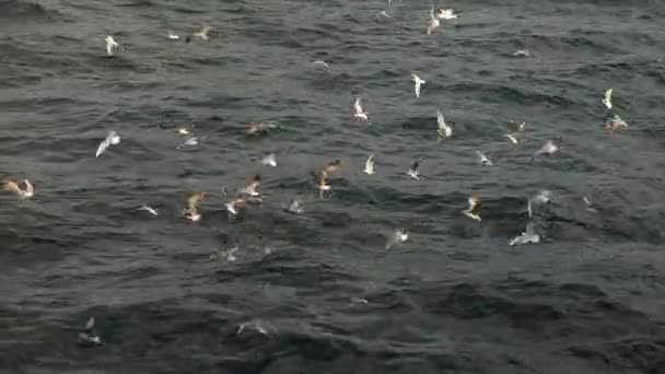 La multitud de continuamente gritando gaviotas aterrizando en el agua y vuela desde una superficie de agua — Vídeos de Stock